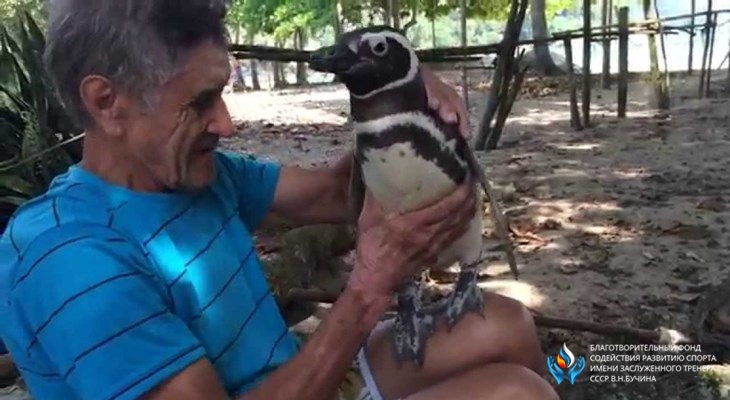 Однажды бразилец спас пингвиненка